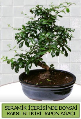 Seramik vazoda bonsai japon aac bitkisi  Ankara oran iekilik iek siparii sitesi ucuz iekleri 