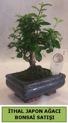 thal japon aac bonsai bitkisi sat  Ankara iek ieki telefonlar 