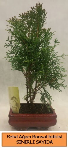 Selvi aac bonsai japon aac bitkisi  Ankara iekilik iek sat 
