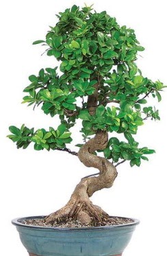 Yaklak 70 cm yksekliinde ithal bonsai  Ankara iek ieki telefonlar 