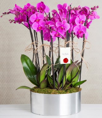 11 dall mor orkide metal vazoda  Ankara anatolia iekilik iek gnderme sitemiz gvenlidir 