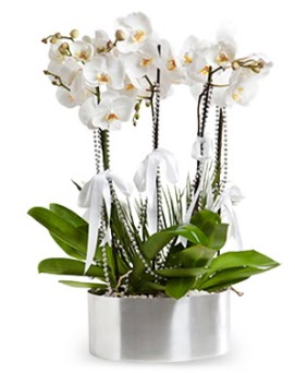 Be dall metal saksda beyaz orkide  Ankara anatolia ieki iek yolla  