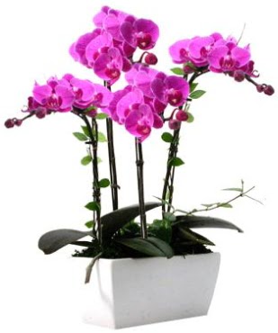 Seramik vazo ierisinde 4 dall mor orkide  Ankara iekilik iek sat 