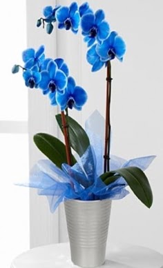Seramik vazo ierisinde 2 dall mavi orkide  Ankara balgat iekilik iek , ieki , iekilik 
