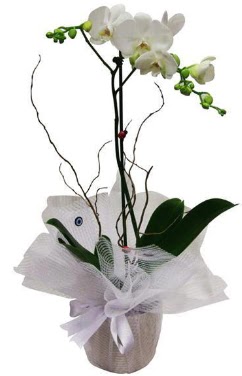 Tek dall beyaz orkide  hediye iekilik cicek , cicekci batkent 