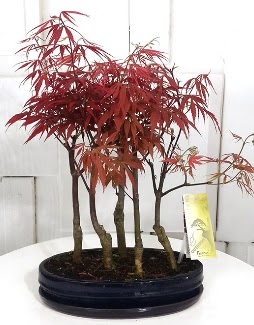 5 adet japon akaaa bonsai iei  Ankara iekilik iek sat 