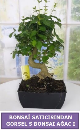 S dal erilii bonsai japon aac  Ankara iekilik iek sat 