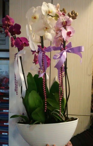 Mor ve beyaz ve pembe 6 dall orkide  iekilik ucuz iek gnder 