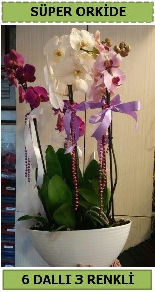 6 dall 3 renk zel vazoda orkide iei  Ankara iekilik iek sat 