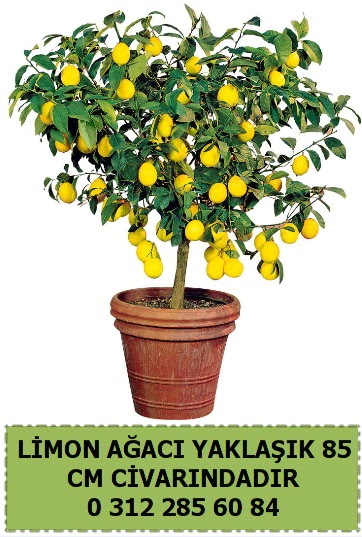 Limon aac bitkisi  Ankara iekilik iek sat 