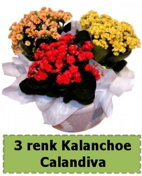 3 renk Kalanchoe Calandiva saks bitkisi  Ankara anatolia iek iek gnderme 