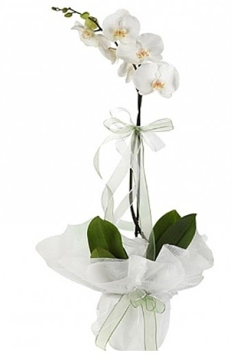 Tekli Beyaz Orkide  ankaya iekilik hediye iek yolla 