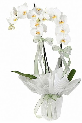 ift Dall Beyaz Orkide  iekilik anneler gn iek yolla bilkent 