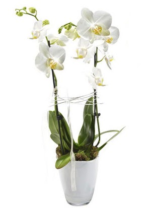 2 dall beyaz seramik beyaz orkide sakss  Ankara anatolia iekilik iek gnderme sitemiz gvenlidir 