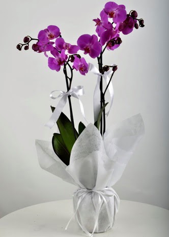 ift dall saksda mor orkide iei  Ankara yenimahalle iekilik iek siparii vermek kzlay 
