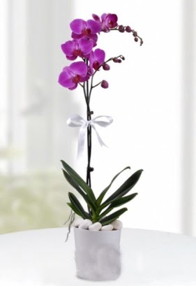 Tek dall saksda mor orkide iei  Ankara iekilik iekiler ankaya 