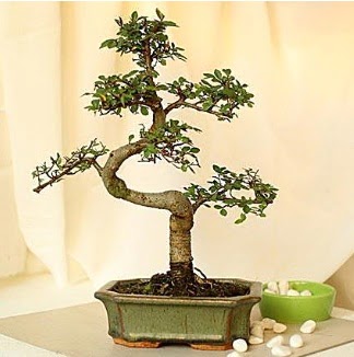 Shape S bonsai  Ankara iekilik nternetten iek siparii  