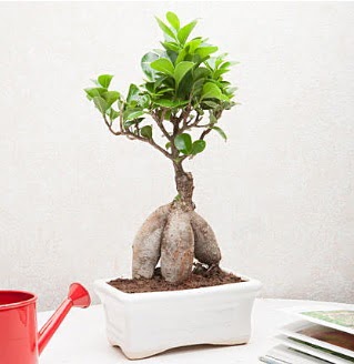 Exotic Ficus Bonsai ginseng  iekilik iek servisi , ieki adresleri glba 