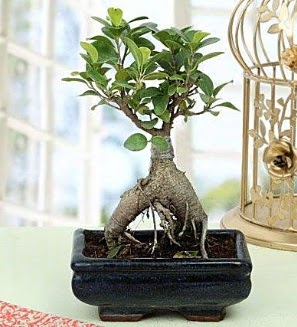 Appealing Ficus Ginseng Bonsai  iekilik anneler gn iek yolla bilkent 