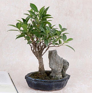 Japon aac Evergreen Ficus Bonsai  Ankara anatolia iekilik iek gnderme sitemiz gvenlidir 