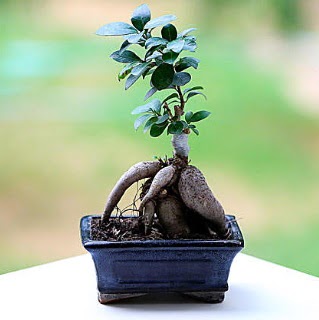 Marvellous Ficus Microcarpa ginseng bonsai  Ankara yenimahalle iekilik iek siparii vermek kzlay 
