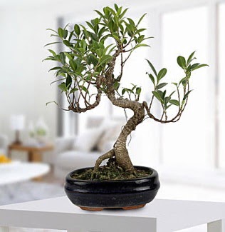 Gorgeous Ficus S shaped japon bonsai  Ankara yurtii ve yurtd iek siparii demetevler 