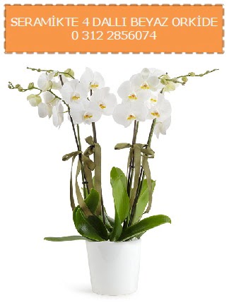 Seramikte 4 dall beyaz orkide  Ankara iekilik iekiler ankaya 