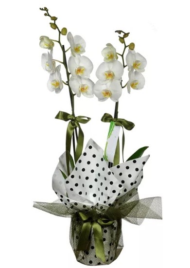 ift Dall Beyaz Orkide  Ankara maaza iekilik 14 ubat sevgililer gn iek keiren 