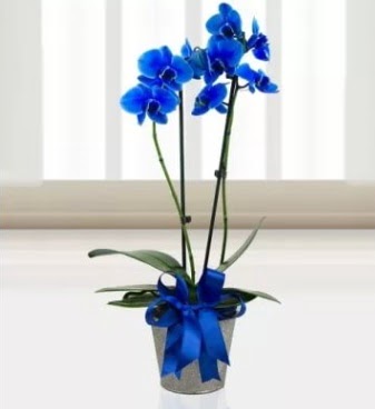 ift dall mavi orkide  Ankara iekilik iek sat 