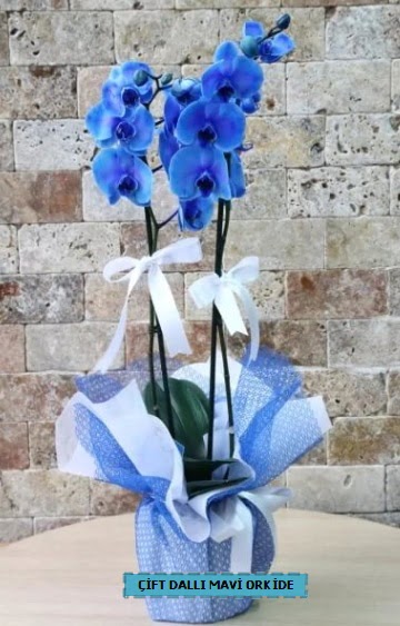 ift dall ithal mavi orkide  Ankara anatolia ieki iek yolla  