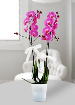 ift dall mor orkide  Ankara iekilik iekiler ankaya 