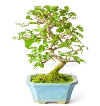 S zerkova bonsai ksa sreliine  Ankara iekilik nternetten iek siparii  