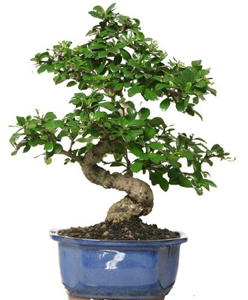 21 ile 25 cm aras zel S bonsai japon aac  Ankara iek ieki telefonlar 