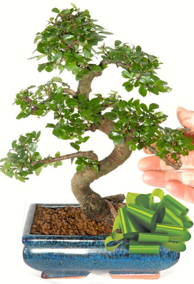 Yaklak 25 cm boyutlarnda S bonsai  Ankara oran iekilik iek siparii sitesi ucuz iekleri 