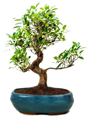 25 cm ile 30 cm aralnda Ficus S bonsai  Ankara anatolia iekilik iek gnderme sitemiz gvenlidir 