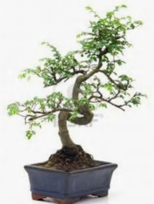 S gvde bonsai minyatr aa japon aac  Ankara iekilik iek sat 
