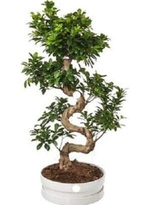 90 cm ile 100 cm civar S peyzaj bonsai  Ankara anatolia iekilik iek gnderme sitemiz gvenlidir 