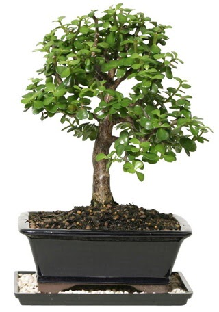 15 cm civar Zerkova bonsai bitkisi  Ankara oran iekilik iek siparii sitesi ucuz iekleri 