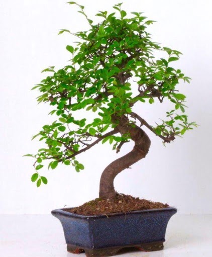 S gvdeli bonsai minyatr aa japon aac  Ankara anatolia iekilik iek gnderme sitemiz gvenlidir 
