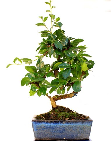 S gvdeli carmina bonsai aac  Ankara anatolia ieki iek yolla   Minyatr aa